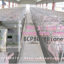 Men vi sinh xử lý nước thải trang trại chăn nuôi BCP80 (Bionetix)
